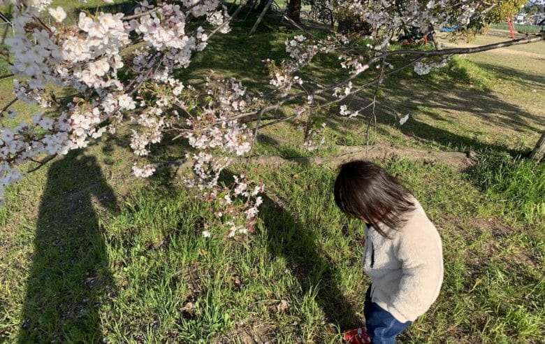 Vol.16 桜を見に散歩に行くと、落ちた花びらの方に興味を持つ変わり者丸出しの娘です