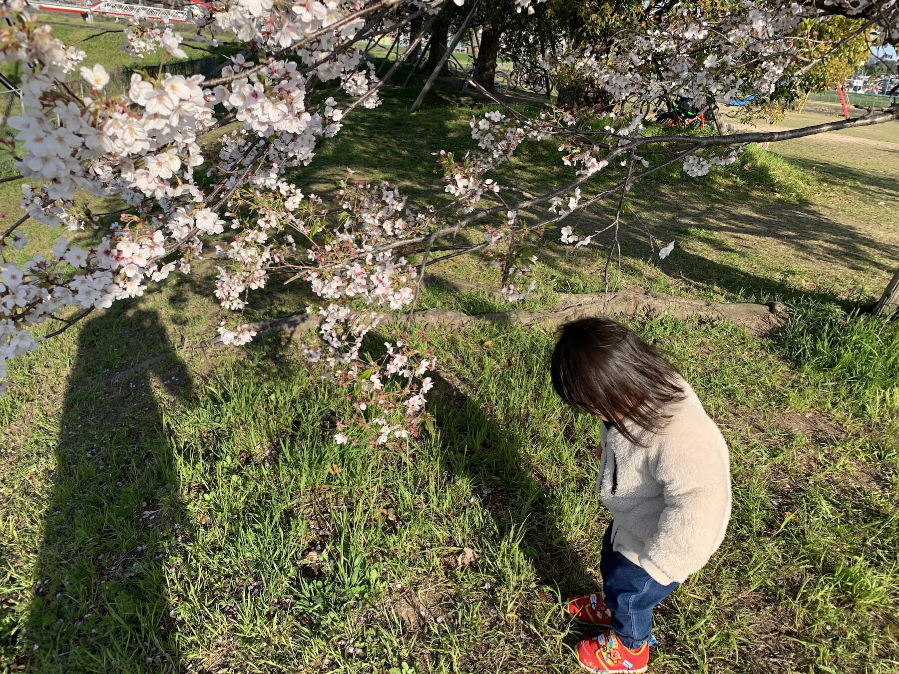 Vol.16 桜を見に散歩に行くと、落ちた花びらの方に興味を持つ変わり者丸出しの娘です